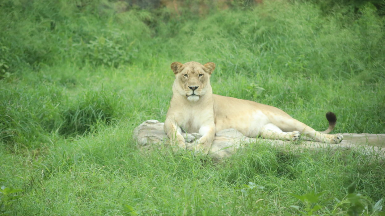 San Antonio Zoo Animals to Receive COVID-19 Vaccine - San Antonio