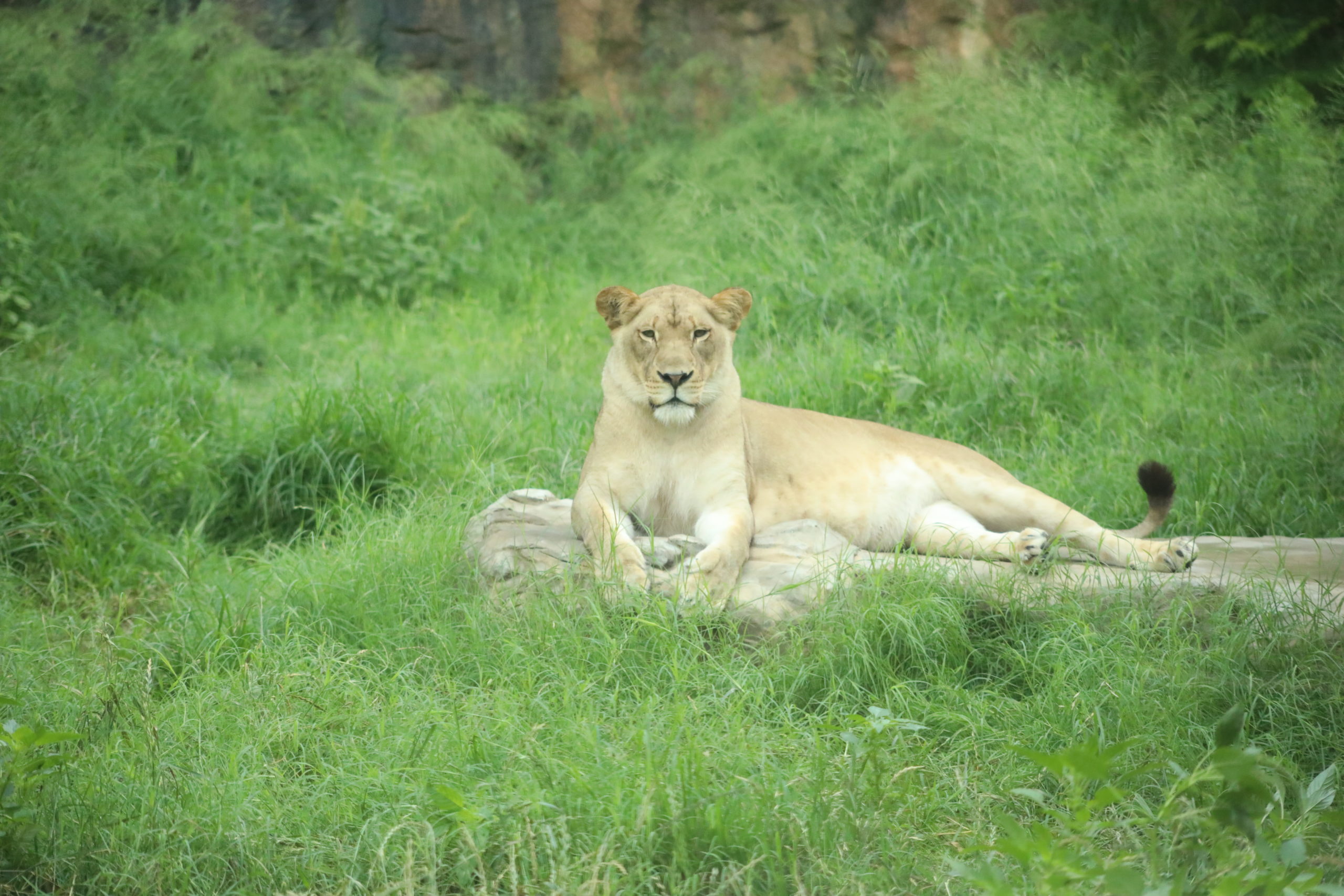 San Antonio Zoo Animals to Receive COVID-19 Vaccine - San Antonio