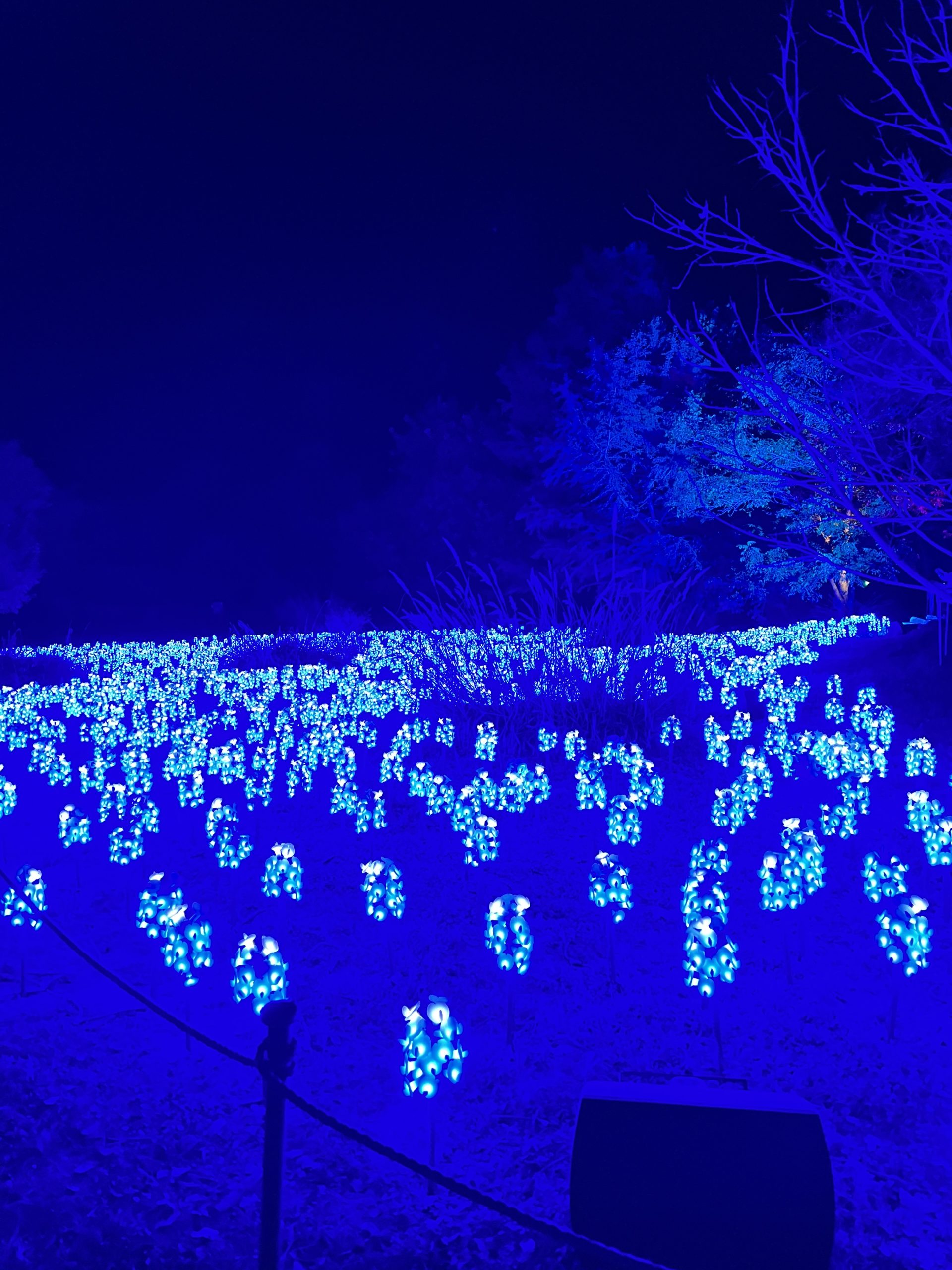 Lightscape Brings the Holidays to the San Antonio Botanical Garden ...