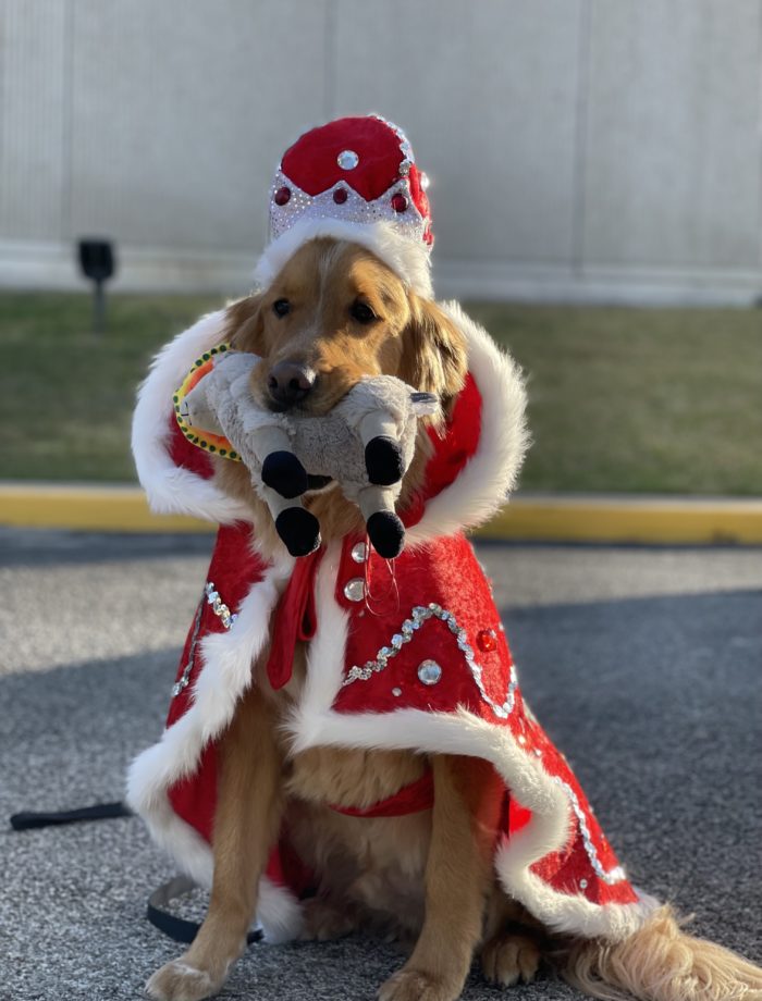 King of the Canine Court - San Antonio Magazine