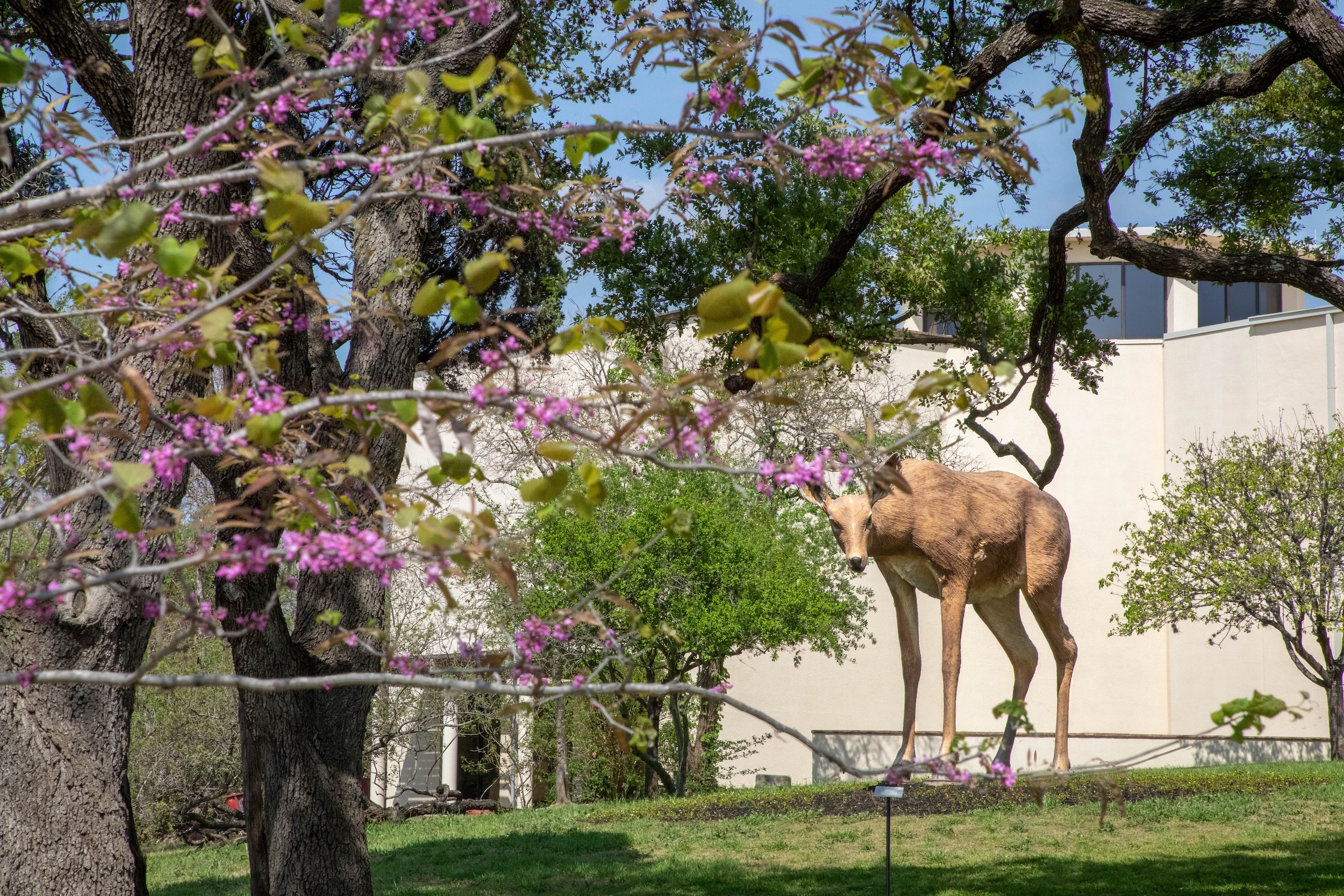 Discover the Magic of Tony Tasset's 